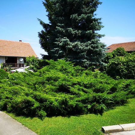 Apartment Dedine Голубац Экстерьер фото